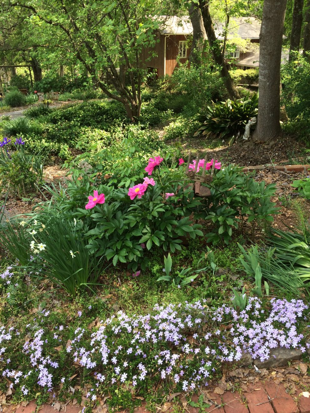 Companion plants at the Simonton Bridge Daylily Farm