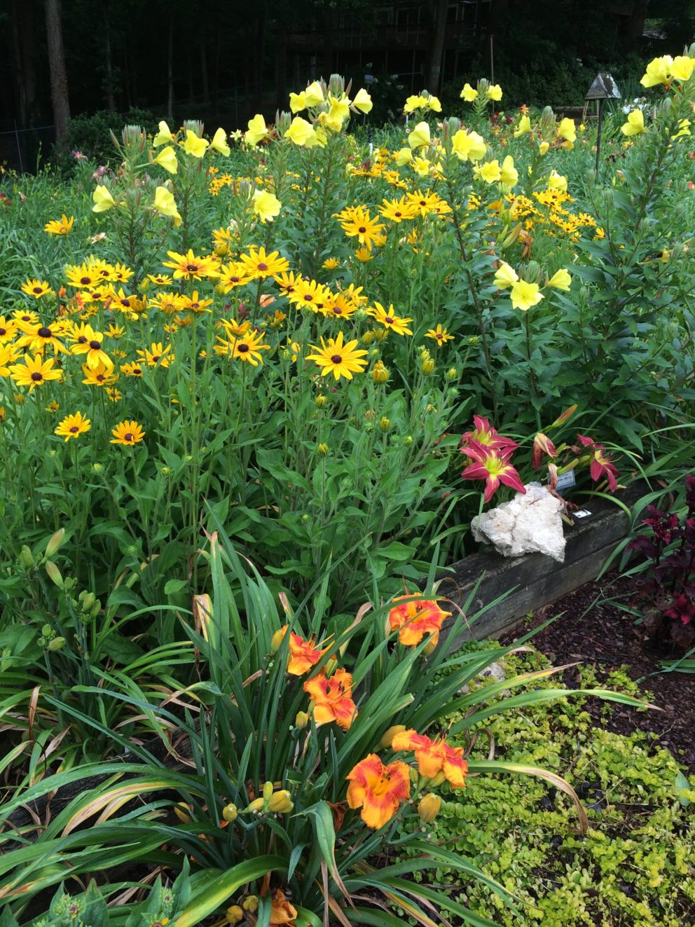 Companion plants at the Simonton Bridge Daylily Farm