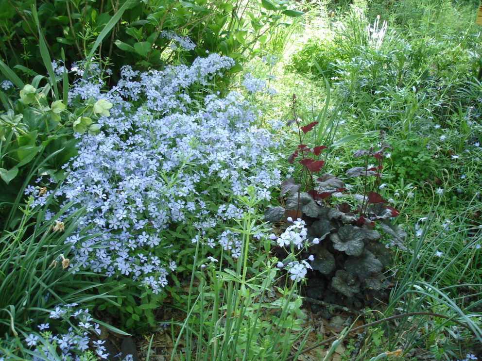 Companion plants at the Simonton Bridge Daylily Farm