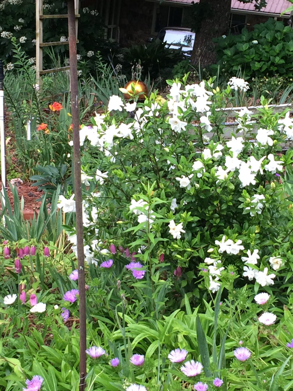 Companion plants at the Simonton Bridge Daylily Farm